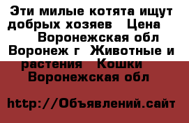 Эти милые котята ищут добрых хозяев › Цена ­ 100 - Воронежская обл., Воронеж г. Животные и растения » Кошки   . Воронежская обл.